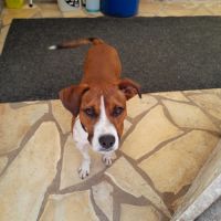 Koffee chien réunion #0