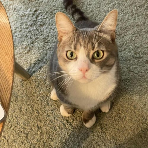 Sam un jeune chat roudoudou