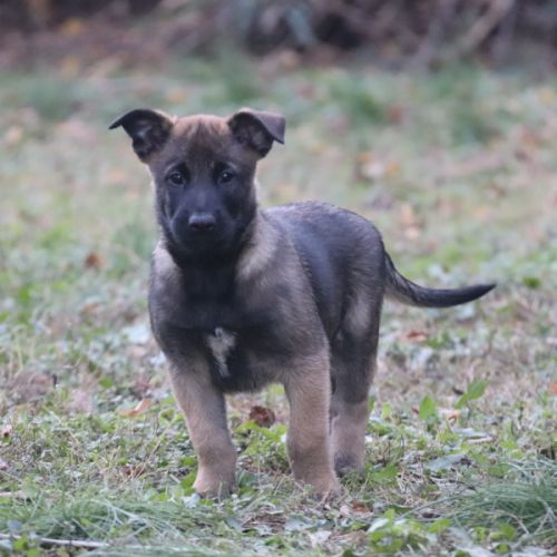 Chiot malinois lof #1