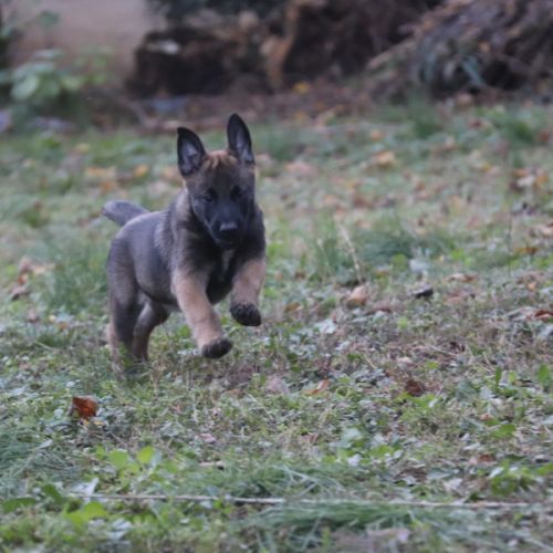 Chiot malinois lof #0