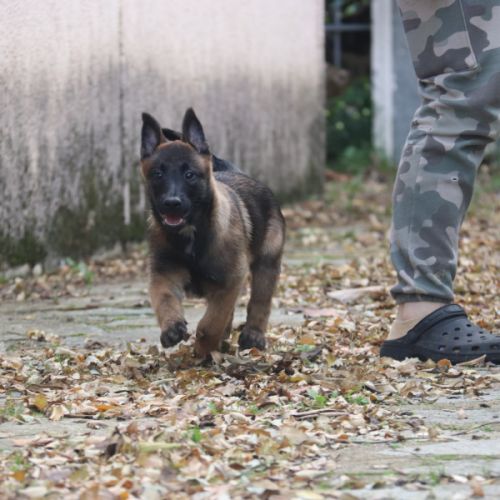 Chiot malinois lof #1