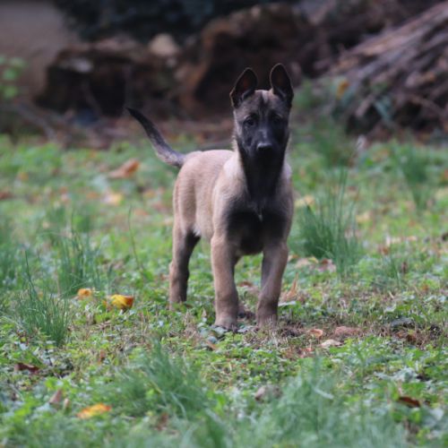 Chiot malinois lof #2