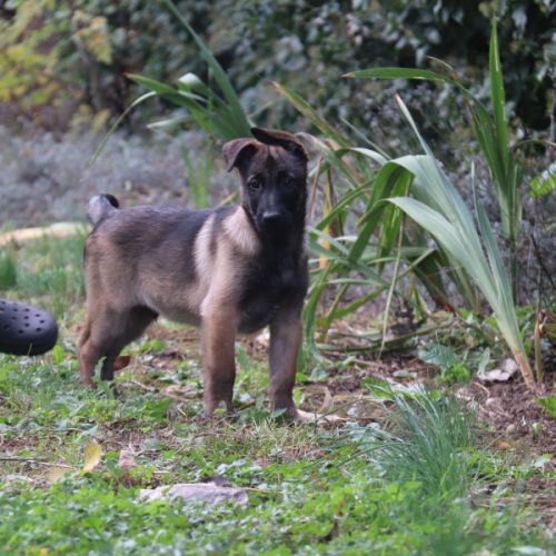 Chiot malinois lof #4