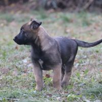 Chiot malinois lof #2