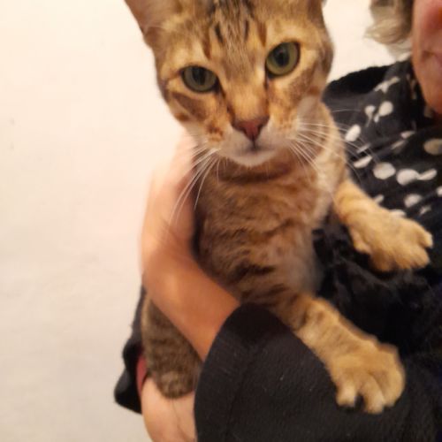 Simba chat mâle croisé bengal #2