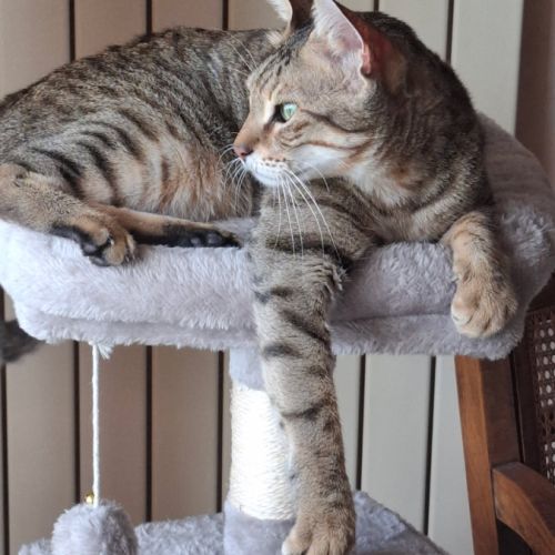 Simba chat mâle croisé bengal #4