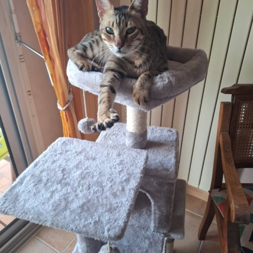 Simba chat mâle croisé bengal