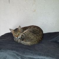 Simba chat mâle croisé bengal #1