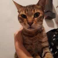 Simba chat mâle croisé bengal #3