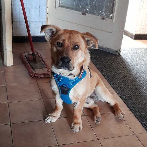 Pierrot chien roumain #1