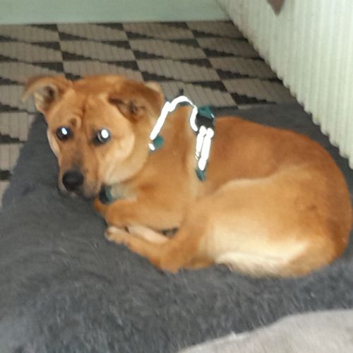 Pierrot chien roumain #2