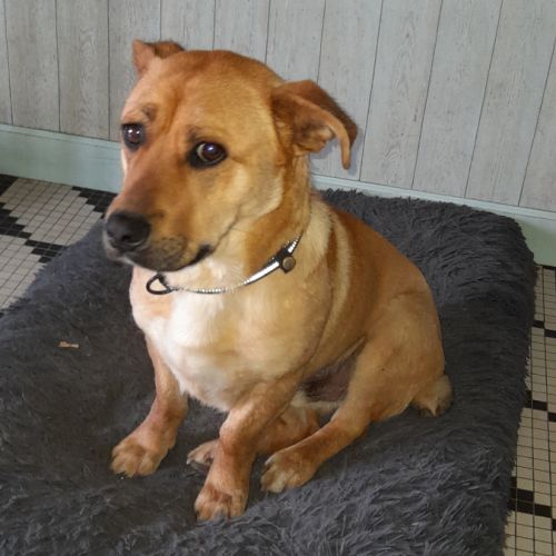 Pierrot chien roumain