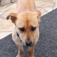 Pierrot chien roumain #4