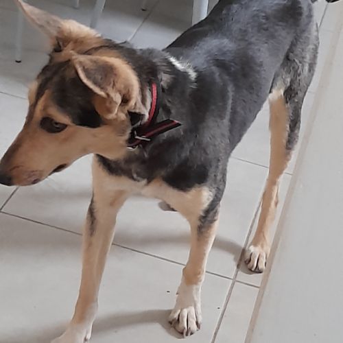 Luna chienne croisé marocaine #1