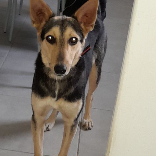 Luna chienne croisé marocaine