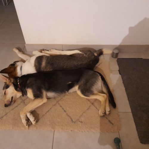 Luna chienne croisé marocaine #4