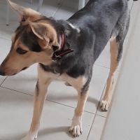 Luna chienne croisé marocaine #1