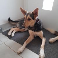 Luna chienne croisé marocaine #3