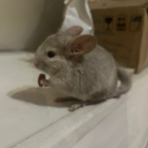 Bébés chinchillas 2 femelles #1