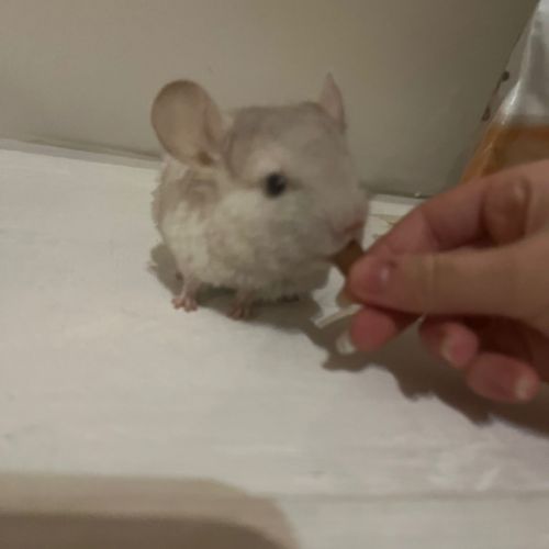 Bébés chinchillas 2 femelles