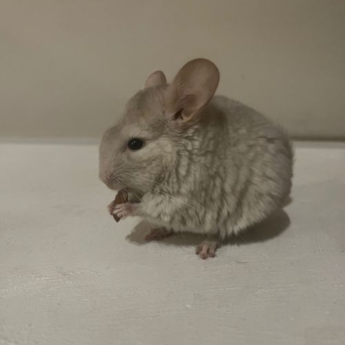 Bébés chinchillas 2 femelles #3