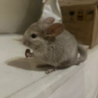 Bébés chinchillas 2 femelles #1