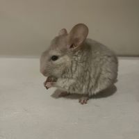 Bébés chinchillas 2 femelles #3