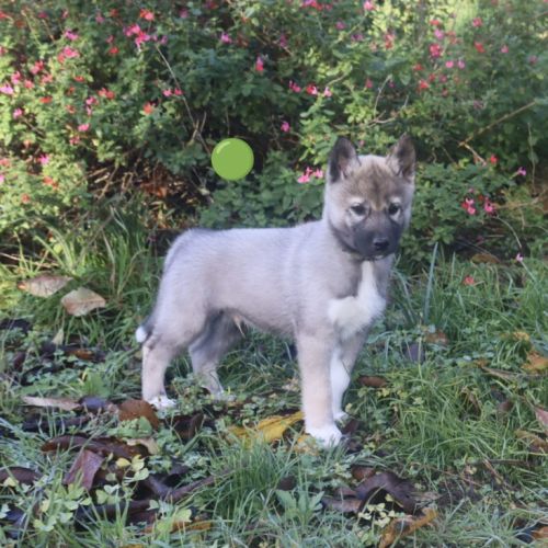 Chiots husky agouti gris #3