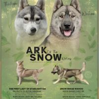 Chiots husky agouti gris #1