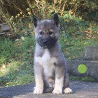 Chiots husky agouti gris