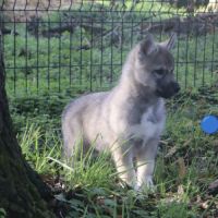 Chiots husky agouti gris #4