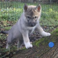 Chiots husky agouti gris #5