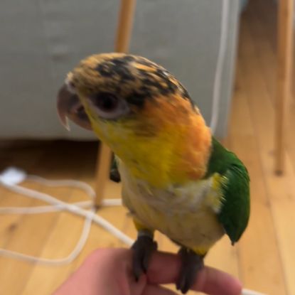 Caïque perroquet à vendre #1