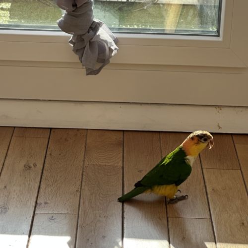 Caïque perroquet à vendre #0
