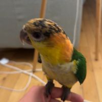 Caïque perroquet à vendre #1