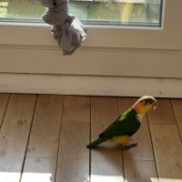 Caïque perroquet à vendre