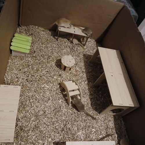 Gerbilles à donner. #1