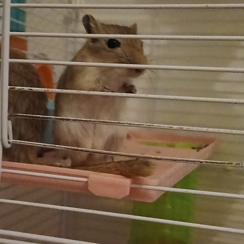 Gerbilles à donner.