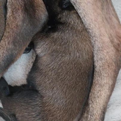 Chiots malinois lof #1