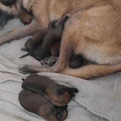 Chiots malinois lof #3