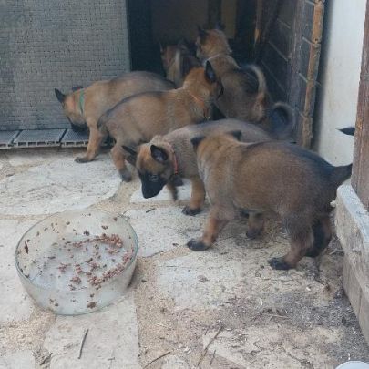 Chiots malinois lof