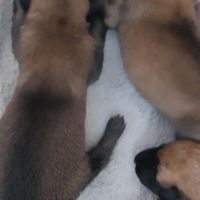 Chiots malinois lof #2