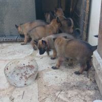 Chiots malinois lof #0