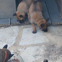 Chiots malinois lof #5