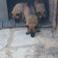 Chiots malinois lof #6