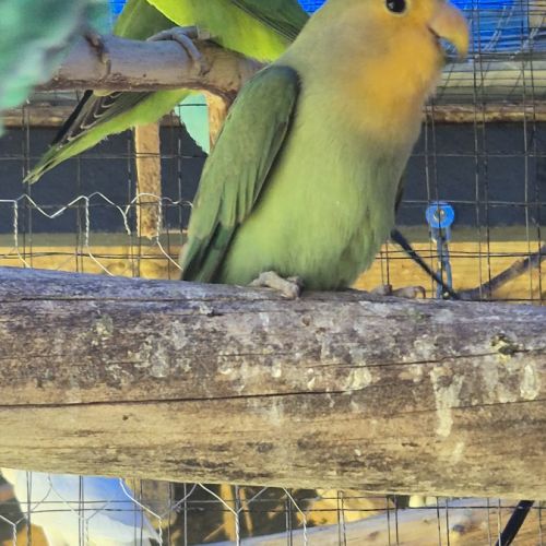 Disponible 2 couplé inséparables roseicollis cette #2