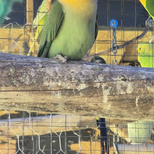 Disponible 2 couplé inséparables roseicollis cette #3