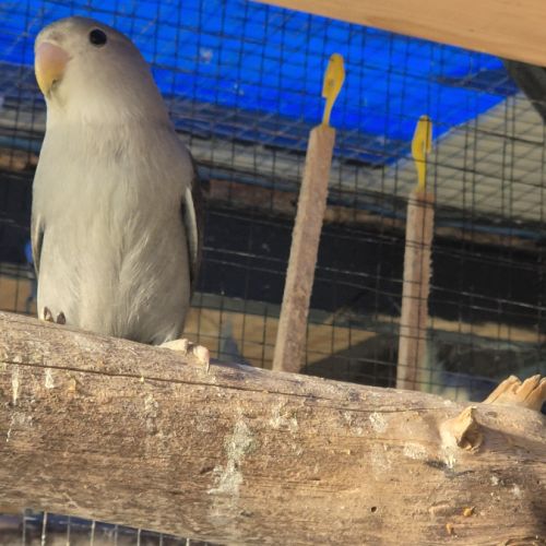 Disponible 2 couplé inséparables roseicollis cette #4