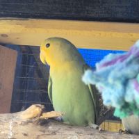 Disponible 2 couplé inséparables roseicollis cette