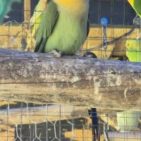 Disponible 2 couplé inséparables roseicollis cette #3